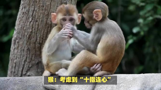 今期羊马蛇出特,十指连心转四绿是代表指什么生肖请全面2释义、解释与落实、综合解答解释落实